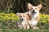 CORGI PEMBROKE 1184